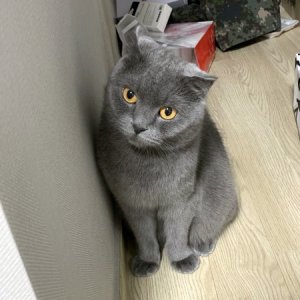 고양이 실종 스코티시폴드 경기도 평택시