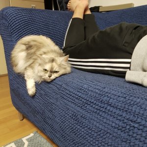 고양이 실종 페르시안 경상남도 진주시
