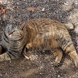 고양이 실종 코리아쇼트헤어 경기도 남양주시