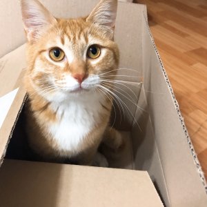 고양이 실종 코리아쇼트헤어 제주특별자치도 제주시