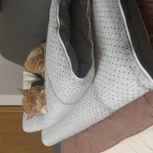 고양이 실종 코리아쇼트헤어 세종특별자치시 전체