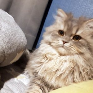 고양이 실종 페르시안 경기도 용인시 기흥구