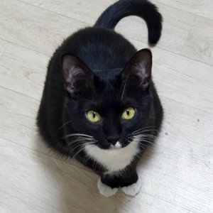 고양이 실종 코리아쇼트헤어 경기도 의정부시
