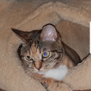 고양이 실종 코리아쇼트헤어 서울특별시 성동구
