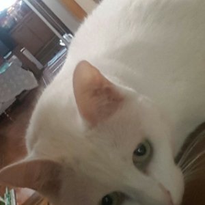 고양이 실종 터키시앙고라 경기도 수원시 팔달구