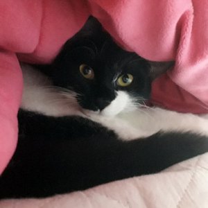 고양이 실종 코리아쇼트헤어 서울특별시 강동구