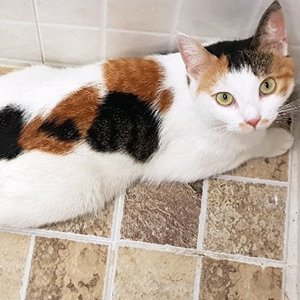 고양이 실종 코리아쇼트헤어 강원도 춘천시