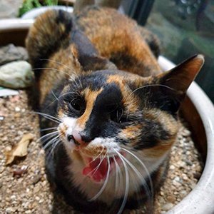 고양이 실종 코리아쇼트헤어 울산광역시 남구