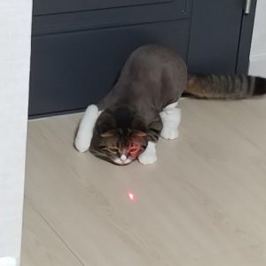 고양이 실종 스코티시폴드 전라북도 전주시 덕진구