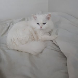 고양이 실종 페르시안 인천광역시 계양구