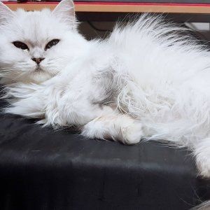 고양이 실종 페르시안 경기도 수원시 권선구