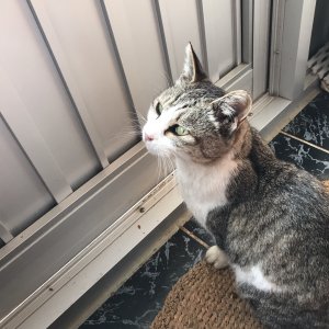 고양이 실종 코리아쇼트헤어 서울특별시 성북구