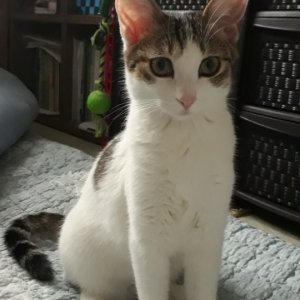 고양이 실종 코리아쇼트헤어 인천광역시 부평구