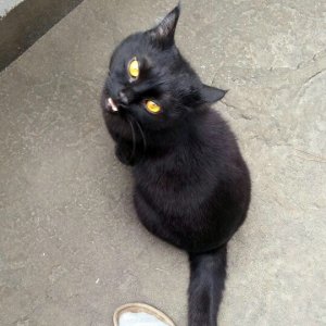 고양이 실종 코리아쇼트헤어 서울특별시 강동구