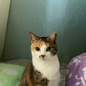 고양이 실종 코리아쇼트헤어 경상남도 진주시