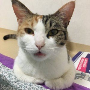 고양이 실종 코리아쇼트헤어 경기도 화성시