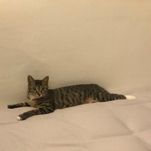 고양이 실종 코리아쇼트헤어 서울특별시 강남구