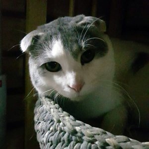 고양이 실종 스코티시폴드 경상남도 진주시
