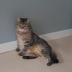 고양이 실종 코리아쇼트헤어 서울특별시 중랑구