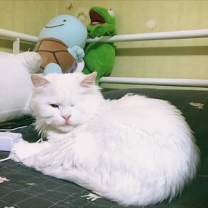 고양이 실종 페르시안 충청북도 음성군