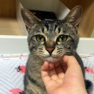 고양이 실종 코리아쇼트헤어 부산광역시 북구
