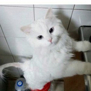 고양이 실종 터키시앙고라 서울특별시 중랑구