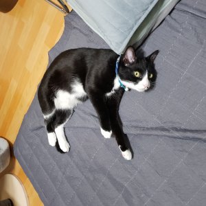고양이 실종 코리아쇼트헤어 경기도 광명시