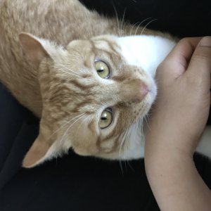 고양이 실종 코리아쇼트헤어 경기도 평택시