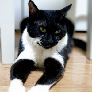 고양이 실종 코리아쇼트헤어 서울특별시 강북구