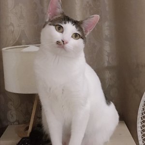 고양이 실종 코리아쇼트헤어 경기도 고양시 덕양구