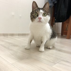 고양이 실종 코리아쇼트헤어 경기도 남양주시