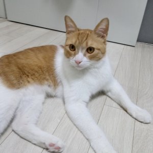 고양이 실종 코리아쇼트헤어 서울특별시 강서구
