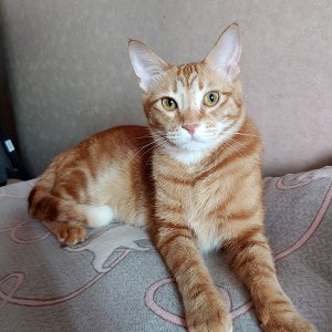 고양이 실종 코리아쇼트헤어 광주광역시 서구