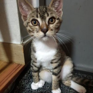고양이 실종 코리아쇼트헤어 충청북도 청주시 서원구