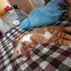 고양이 실종 코리아쇼트헤어 충청남도 아산시
