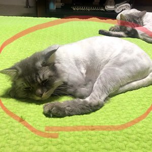 고양이 실종 페르시안 충청남도 아산시