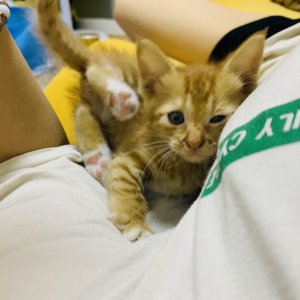 고양이 실종 코리아쇼트헤어 경기도 평택시