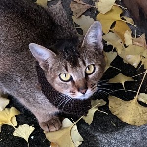 고양이 실종 아비시니안 경상북도 영천시