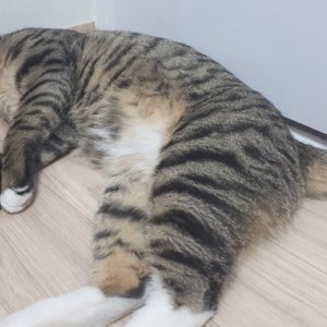 고양이 실종 코리아쇼트헤어 경기도 성남시 분당구