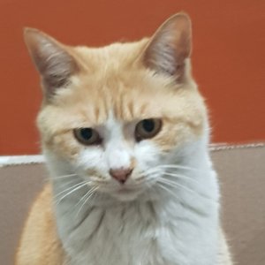 고양이 실종 코리아쇼트헤어 부산광역시 금정구