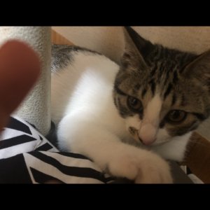 고양이 실종 코리아쇼트헤어 서울특별시 용산구