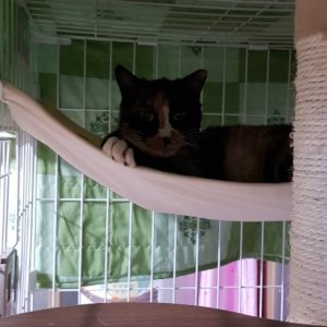 고양이 실종 코리아쇼트헤어 인천광역시 미추홀구