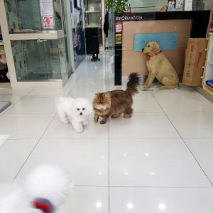 고양이 실종 페르시안 서울특별시 강서구