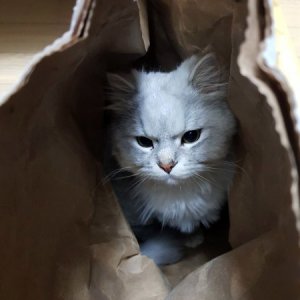 고양이 실종 페르시안 서울특별시 마포구
