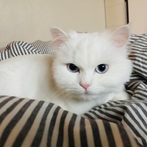 고양이 실종 페르시안 서울특별시 강서구