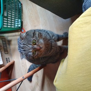 고양이 실종 스코티시폴드 강원도 원주시