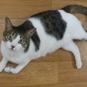 고양이 실종 코리아쇼트헤어 대구광역시 달서구
