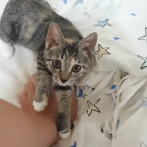 고양이 실종 코리아쇼트헤어 경상남도 창원시 진해구