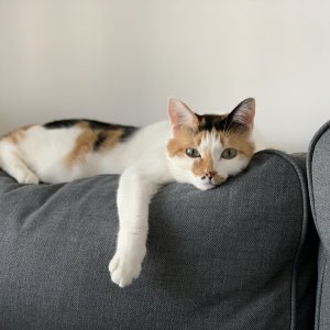 고양이 실종 코리아쇼트헤어 서울특별시 성북구