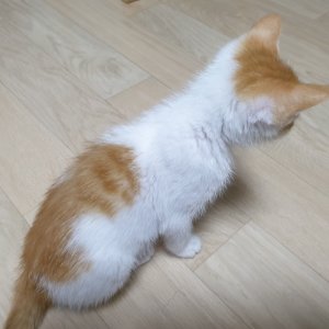 고양이 실종 코리아쇼트헤어 서울특별시 은평구